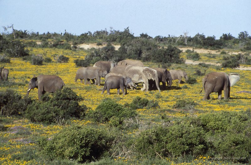Olifant4.jpg