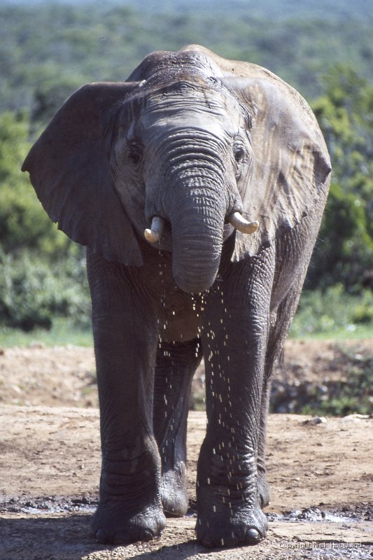 Olifant5.jpg