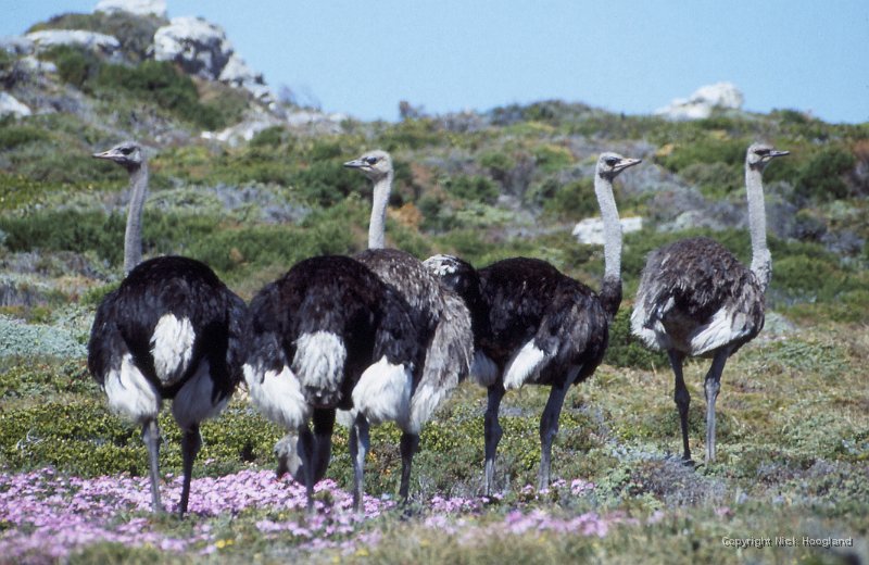 Struisvogel1.jpg