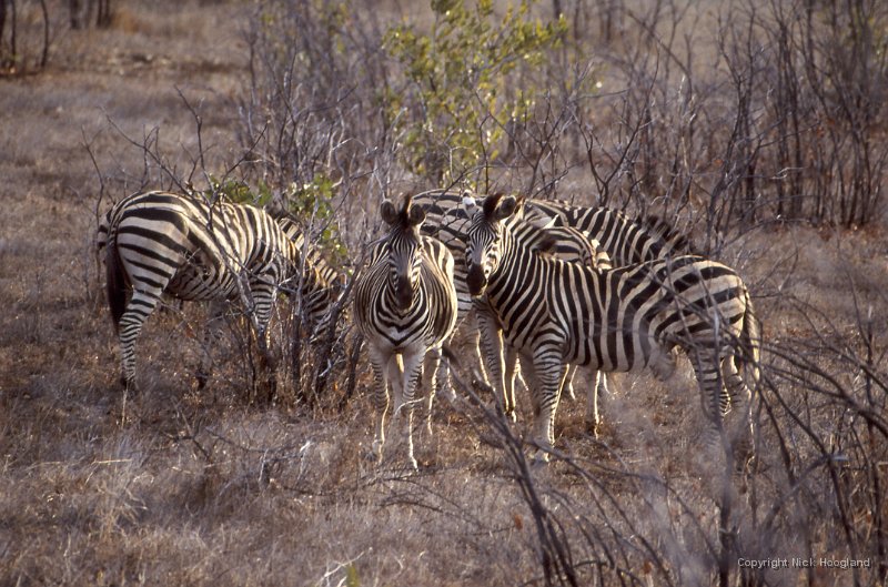 Zebra1.jpg