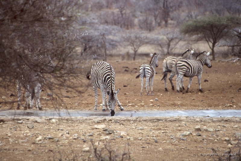 Zebra2.jpg