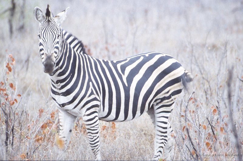 Zebra3.jpg