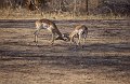 Antilope1