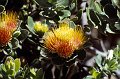 Bloem11