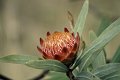 Bloem3