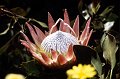 Bloem6