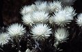 Bloem7