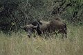 Buffel1