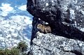 Dassie1