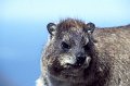 Dassie2
