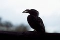 Hornbill1