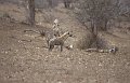 Hyena1