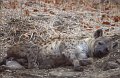 Hyena2