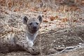 Hyena3