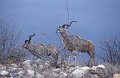 Kudu1