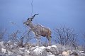 Kudu2