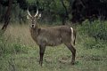 Kudu3
