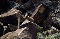 Marmot1