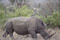 Neushoorn1