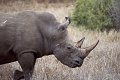 Neushoorn2