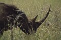 Neushoorn3