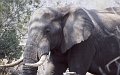 Olifant1