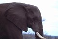 Olifant2