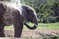 Olifant3