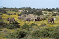 Olifant4