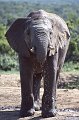 Olifant5
