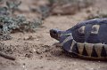 Schildpad1