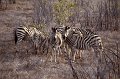Zebra1