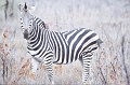 Zebra3