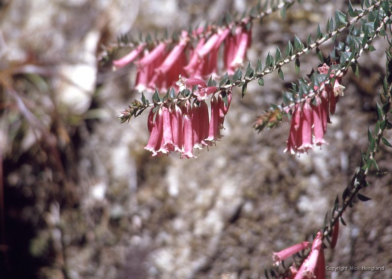 Bloem10.jpg