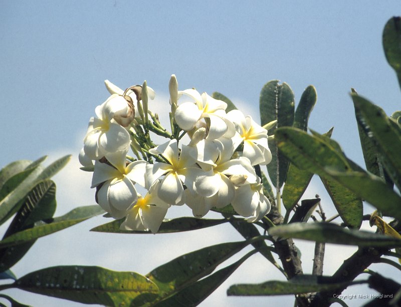 Bloem2.jpg