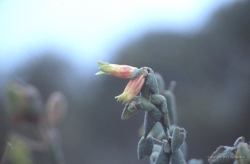 Bloem3.jpg