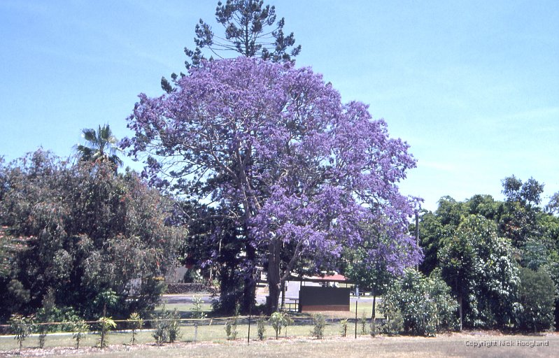 Jacaranda1.jpg