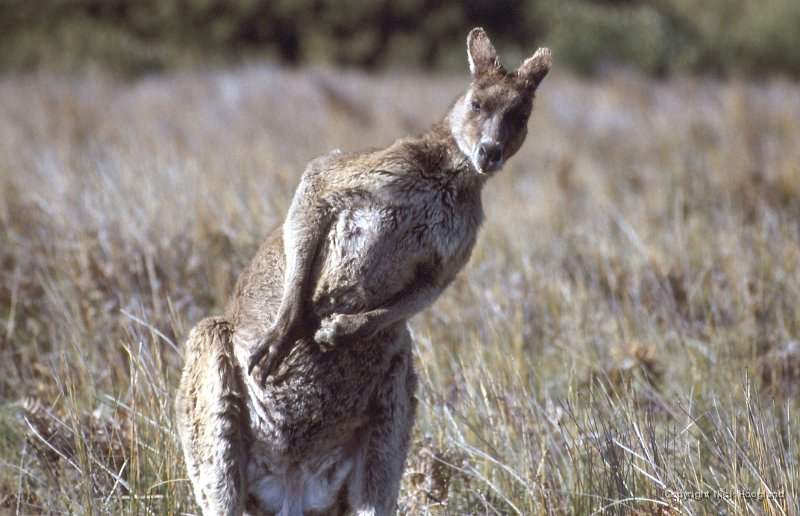 Kangaroo1.jpg