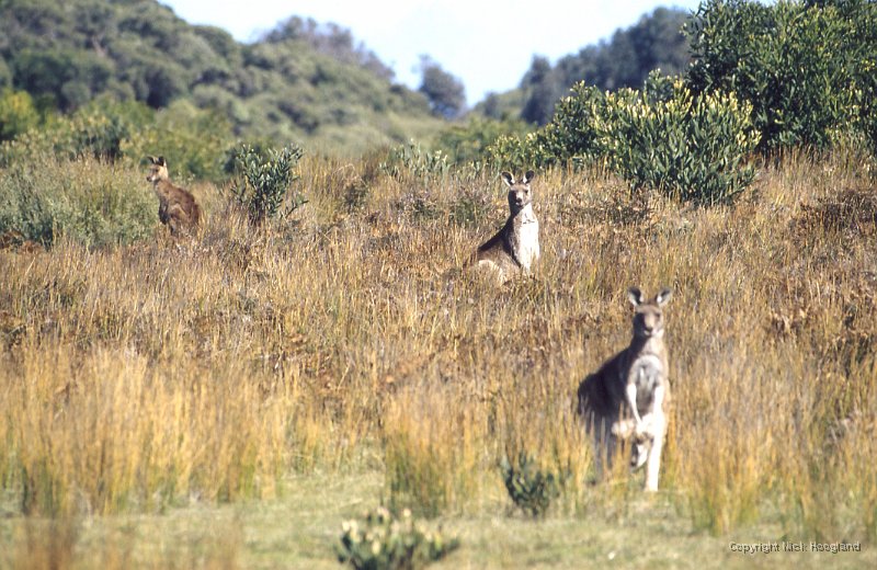 Kangaroo2.jpg