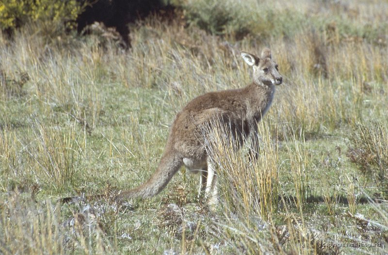 Kangaroo3.jpg