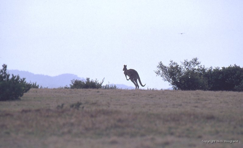 Kangaroo5.jpg
