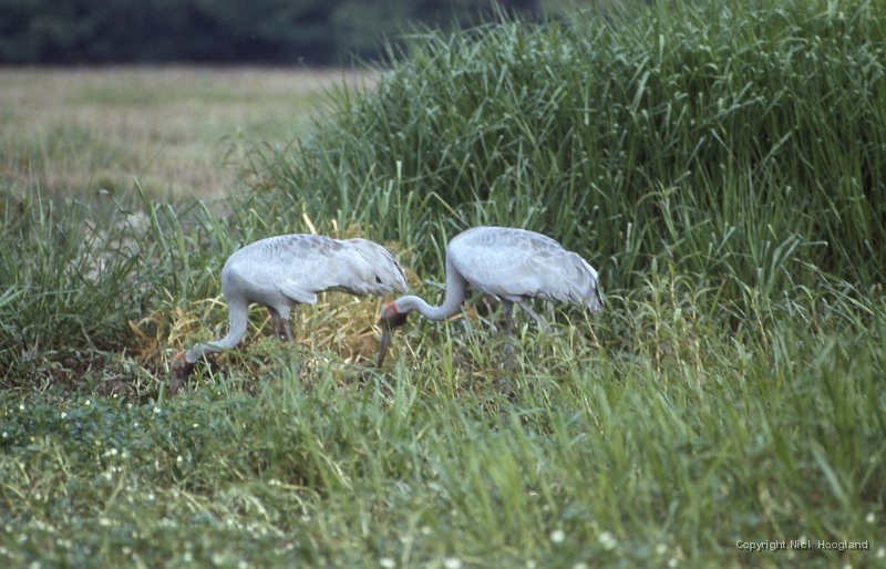 Kraanvogel1.jpg