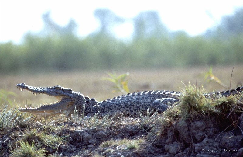 Krokodil1.jpg