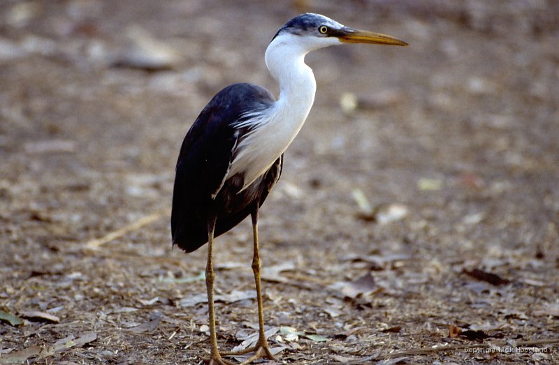 Reiger1.jpg