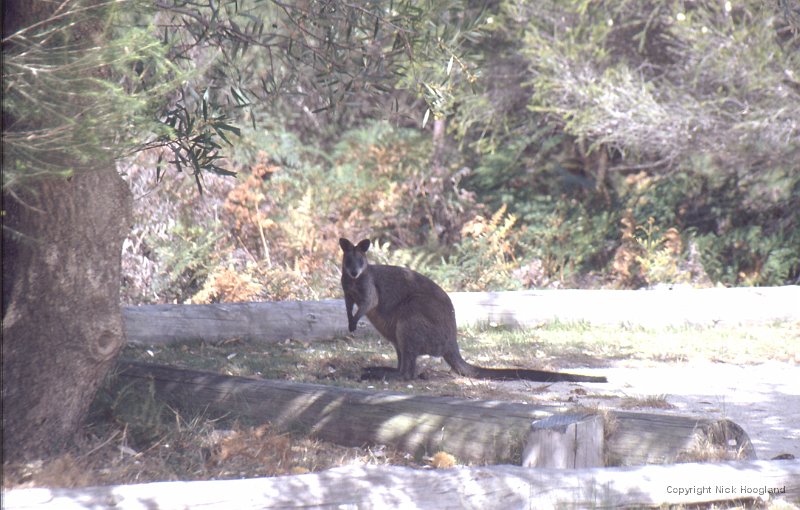 Wallaby1.jpg