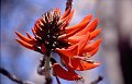 Bloem4