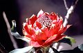 Bloem8
