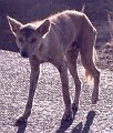 Coyote1