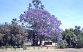 Jacaranda1