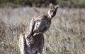 Kangaroo1
